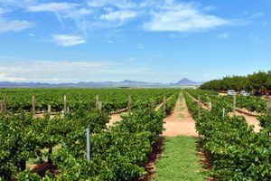 lescombes family vineyard is located near lordsburg just inside grant county