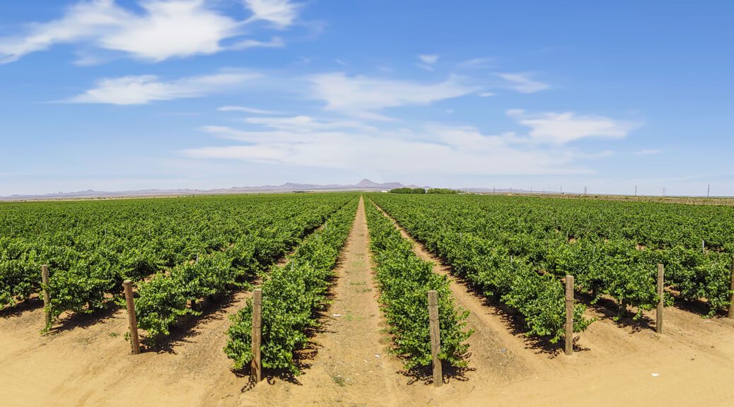 lescombes family vineyard in new mexico between deming and lordsburg